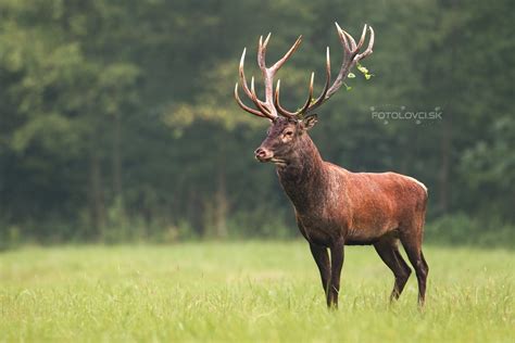 cervus elaphus.
